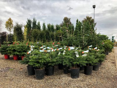 Les sapins sont stockés à la jardinerie d'Europa-Park.