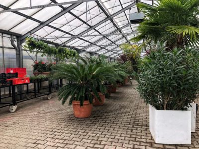 Les plantes sont protégées du froid hivernal dans les serres à proximité directe du parc.