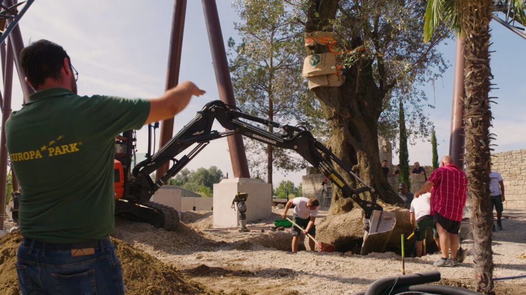 Un olivier de 800 ans a été planté dans le quartier thématique croate.